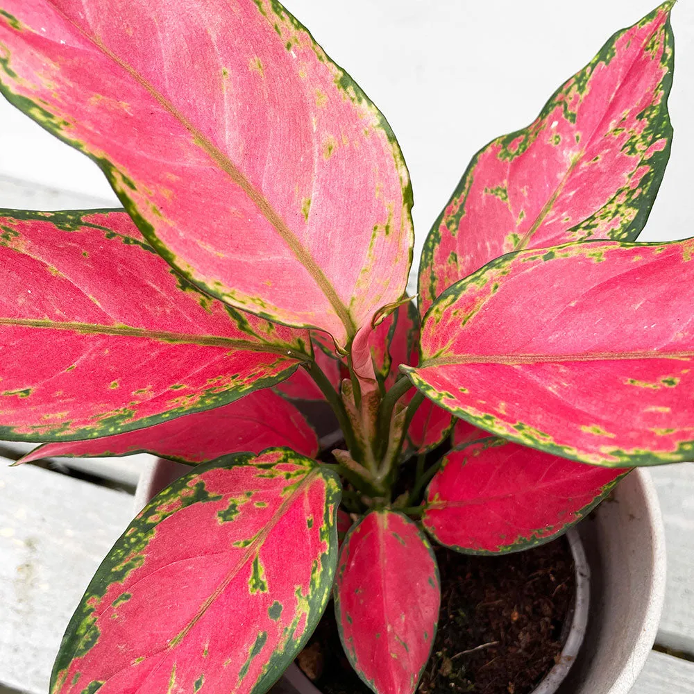 20 - 30cm Aglaonema Cherry Baby Chinese Evergreen 12cm Pot House Plant