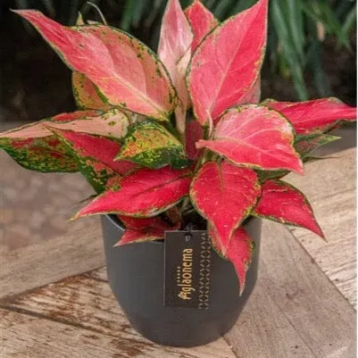 20 - 30cm Aglaonema Cherry Baby Chinese Evergreen 12cm Pot House Plant