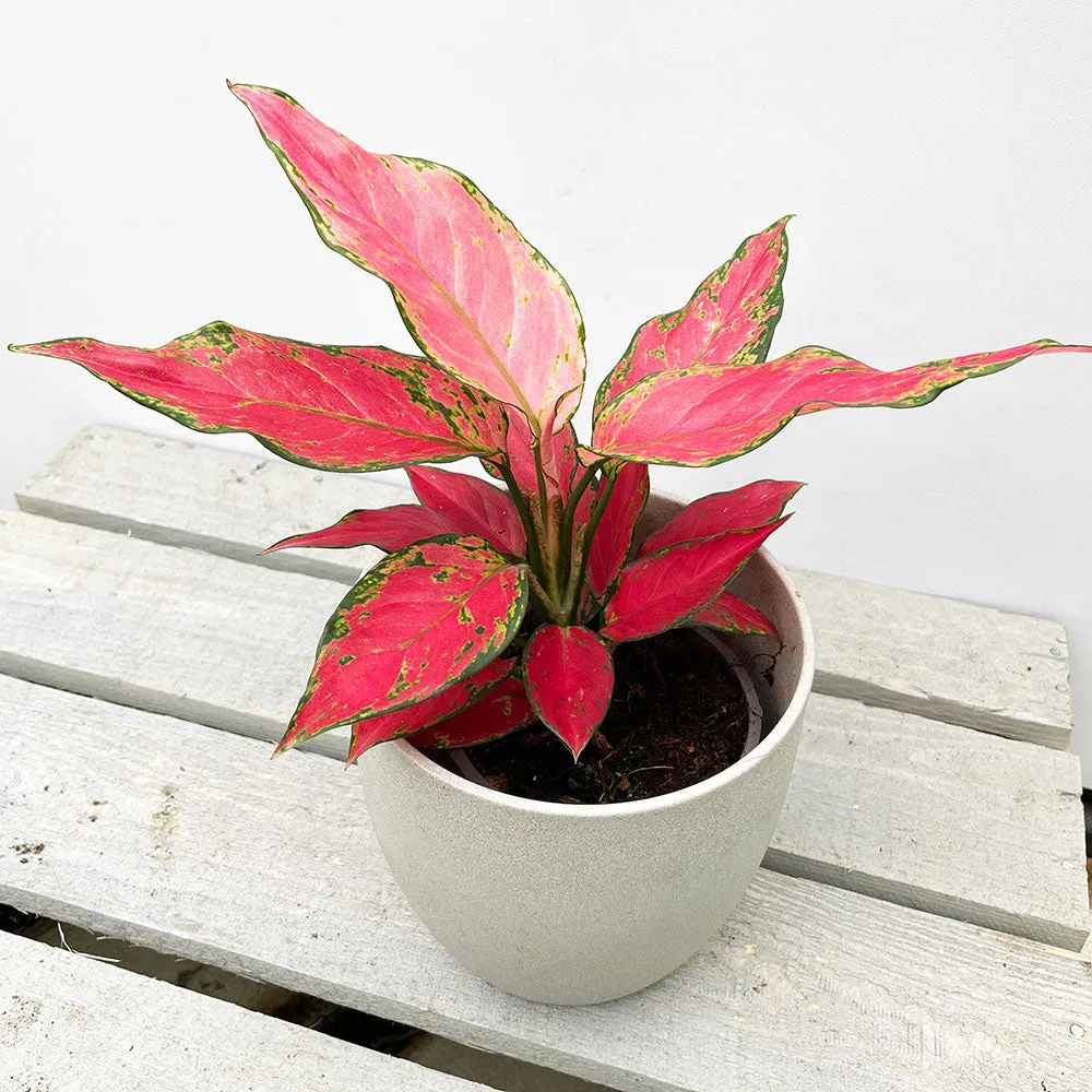 20 - 30cm Aglaonema Cherry Baby Chinese Evergreen 12cm Pot House Plant